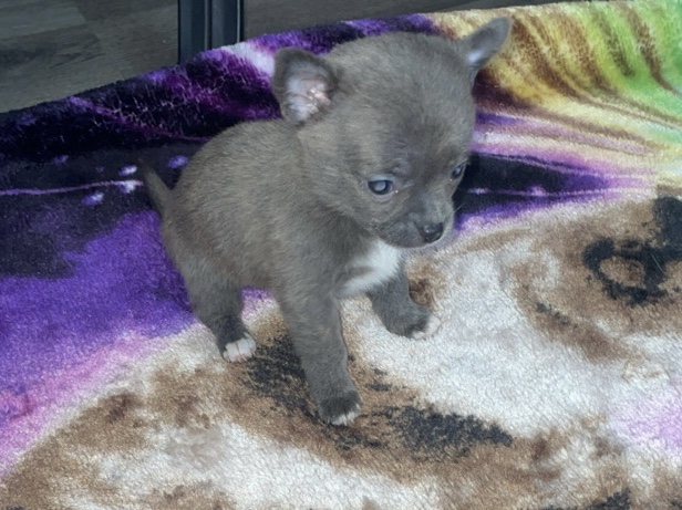 Chihuahua – Chihuahua puppies – Saginaw