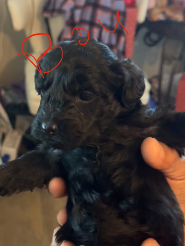 Poodle – cute baby puppies Chipoo