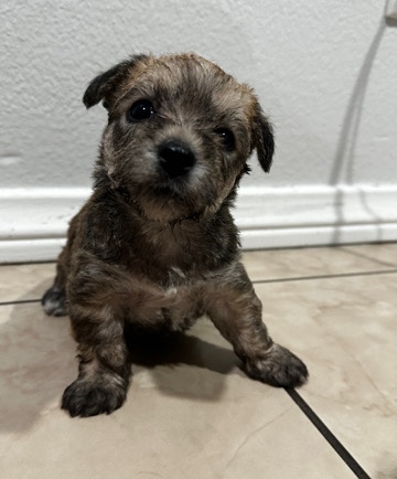 Yorkshire Terrier – yorkies