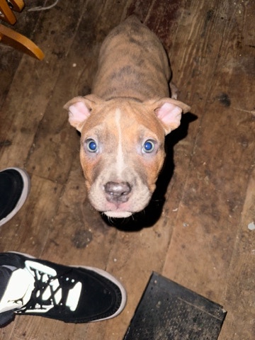 American Pit Bull Terrier – Pitbull x bully mix