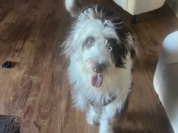 Shepadoodle – 🐾 Loving Aussie Doodle Mix Looking for a New Home 🏡 – Roswell