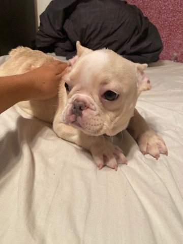 French Bulldog – French Bulldog Cream / Male 5 Month Old