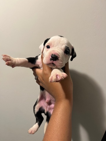 American Pit Bull Terrier – pitbull mix puppies for sale