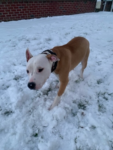 American Pit Bull Terrier – American Pitbull 4sale