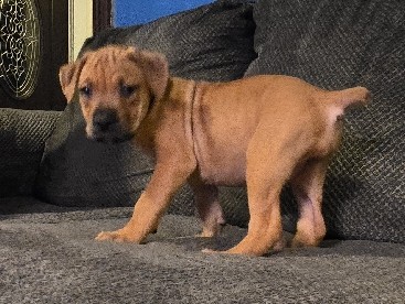 Cane Corso - 🎄❄️ Cane Corso Puppies available for adoption in Oil City