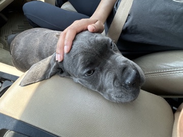 Cane Corso – Stunning Blue Female Cane Corso – AKC Registered | Champion Bloodline | Bonus Supplies Included – Marietta