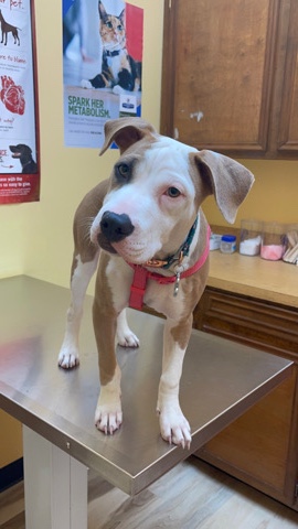 American Pit Bull Terrier – Jupiter