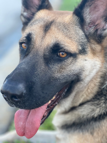 German Shepherd – German Shepherd
