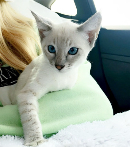 adorable Savannah kitten for sale 