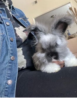 rabbit/bunny