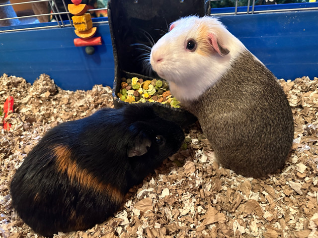 Any – Free Female Guinea Pigs