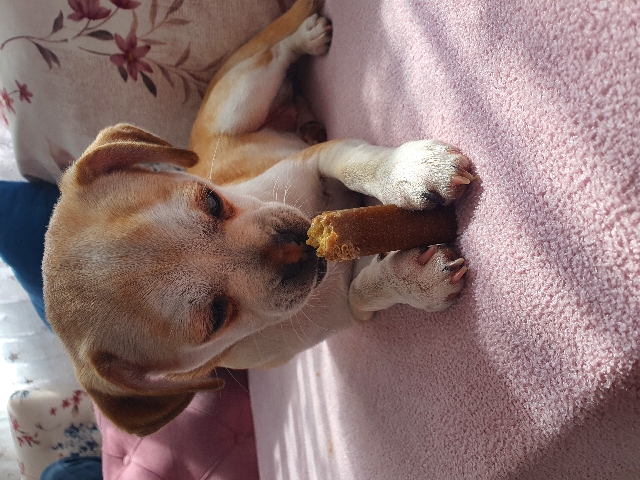 Chihuahua – chihuahua