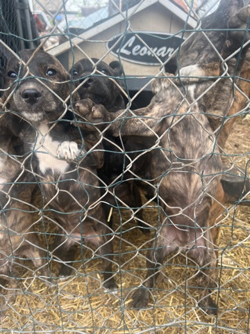Plott Hound – plot beagle puppy’s