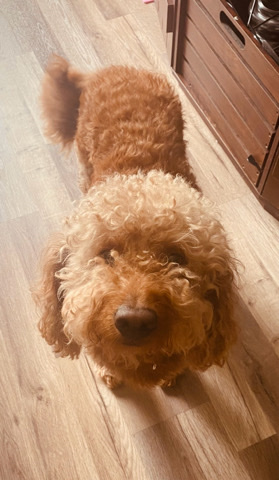 Golden Retriever – Chester 4yo Goldendoodle
