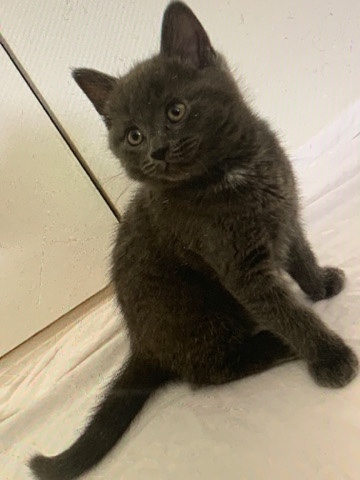kittens