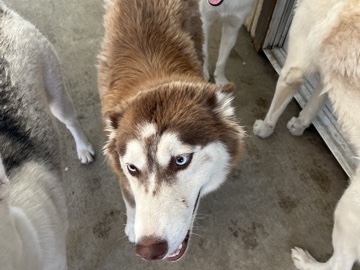 Siberian Husky – Husky NEEDS a home – Los Banos