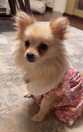 Pomeranian – beautiful mimi