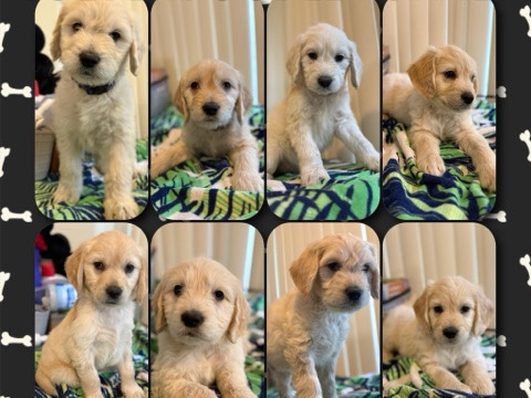 Golden Retriever – GoldenDoodle Puppies For Sale! – Concord