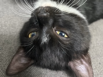 British Semi-longhair - small cats  available for adoption in Wakefield