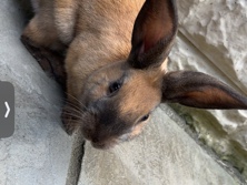 2 bunny’s for sale