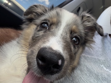 Miniature Australian Shepherd – Mini Australian shepherd – Coral Springs