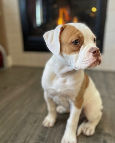 American Bulldog – American bulldog for sell