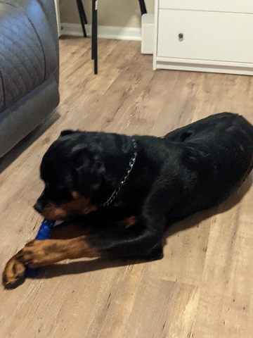 Rottweiler – Rottweiler needs a good home