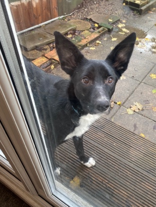 Border Collie – bordacollie for sale