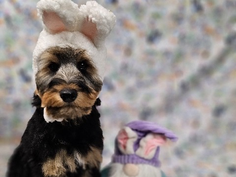 Borkiedoodles for Sale – Fort Smith