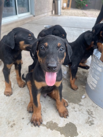 Doberman Pinscher – Doberman puppies