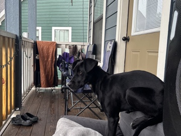 Labrador Retriever – black lab – San Marcos