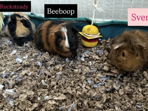 3 Guinea pigs 2 bonded and brown by his own