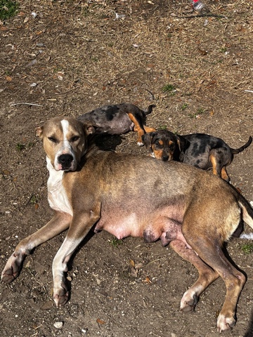 American Pit Bull Terrier – tri color male puppies sale