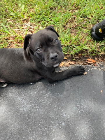 American Pit Bull Terrier – selling pitbull bully mix