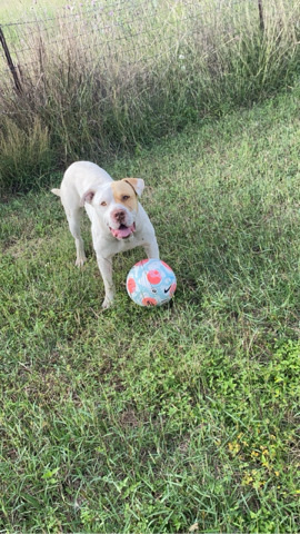 American Pit Bull Terrier – Toast needs a good home