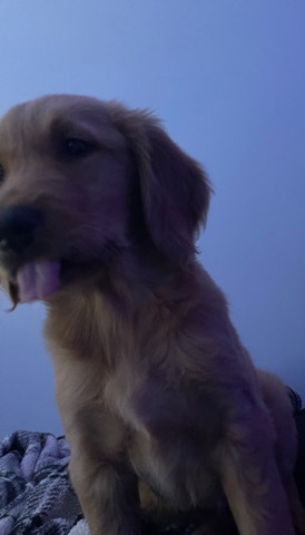 Golden Retriever – Daisy