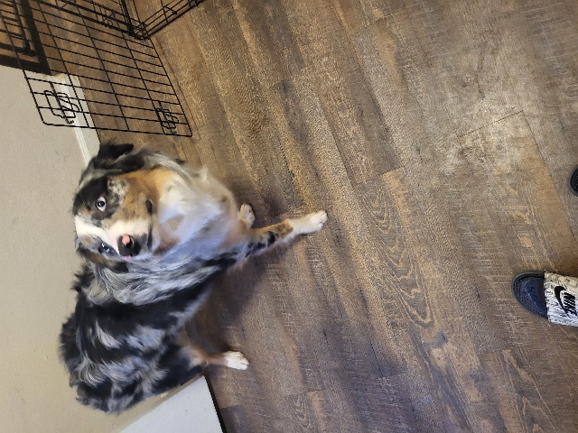 Australian blue healer
