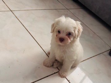 Maltese – جرو مالتيز – جدة