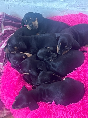 Dachshund – Weenie Dog Puppies
