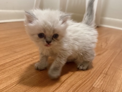 Ragdoll – Adorable Ragdoll Kitten for Sale – Des Plaines – Des Plaines