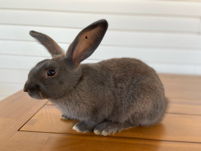 Florida White – Rabbits