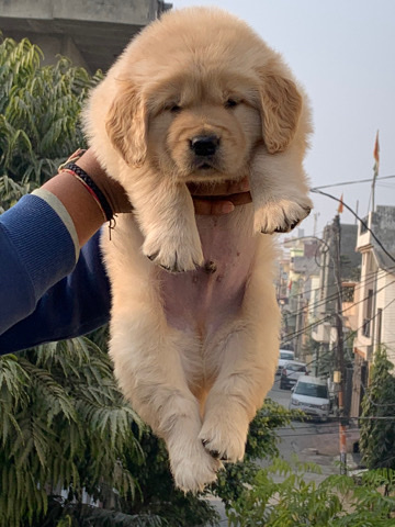 Golden Retriever – Cute puppy for sale