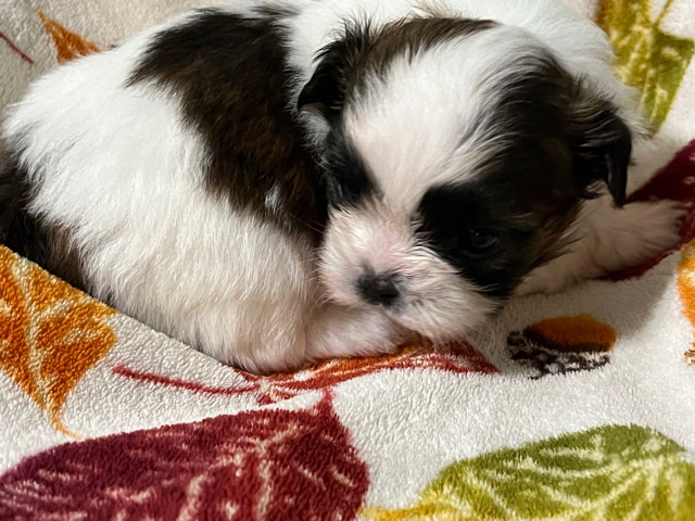 Shih Tzu – Shih Tzu boy puppy 2