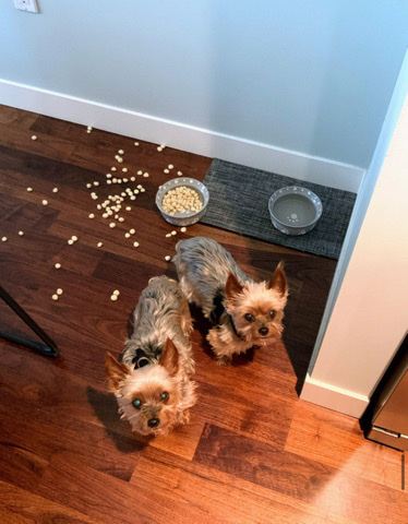 Yorkshire Terrier – lovely yorkies