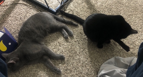 American Shorthair – Osa & Tov: Bonded Pair