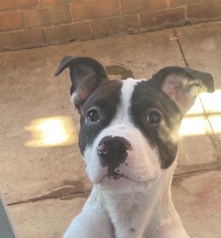 American Pit Bull Terrier – Bandit