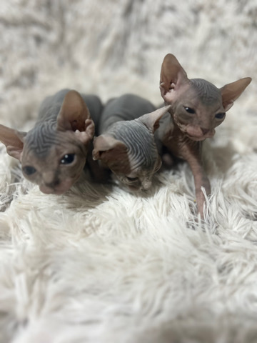 Sphynx – Sphynx kittens