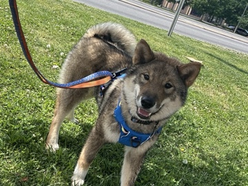 Shikoku – Young Shikoku – Waxhaw