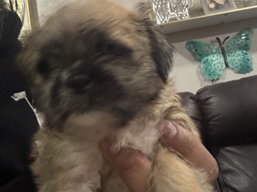Shih Tzu – pug and shihtzu mix – Las Vegas