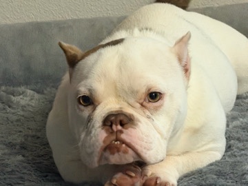 Bulldog – Exotic Bully Female Ready To Go – Pflugerville